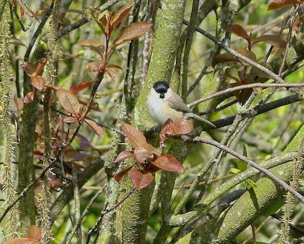 marsh tit